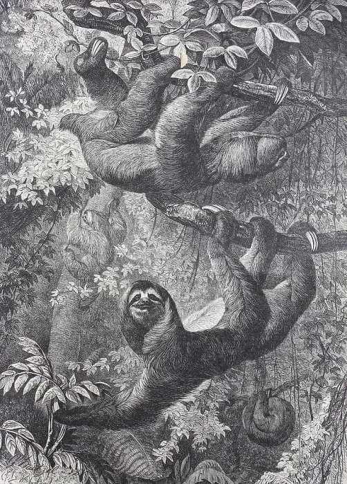 Framed Print : Sloth (Bradypus torquatus), 1865