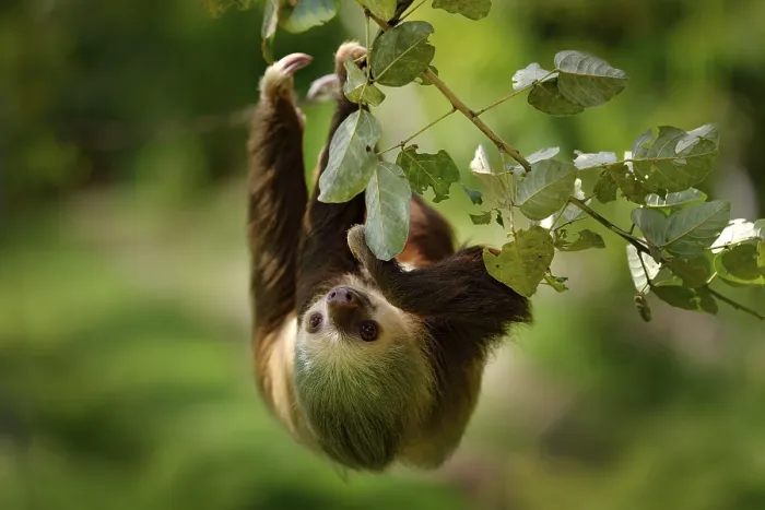 Framed Print : Sloth in nature habitat. Beautiful Hoffman's Two-toed Sloth