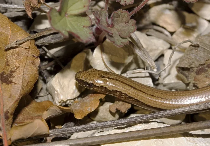 Framed Print : Slow worm Anguis fragilis