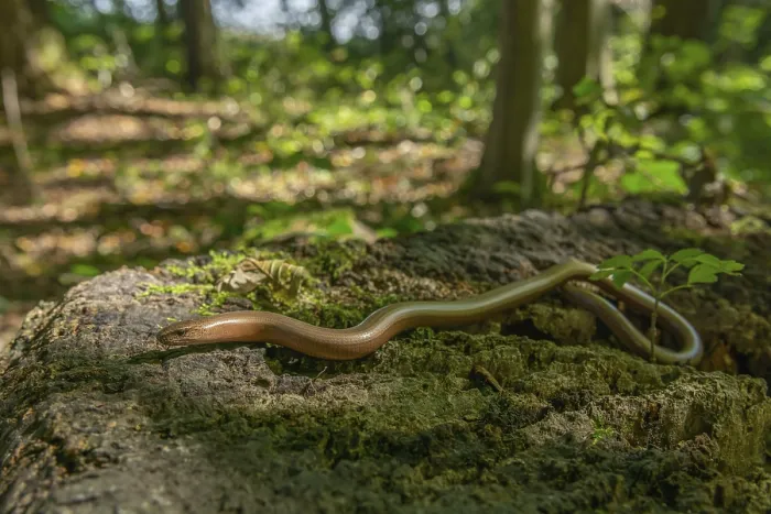 Framed Print : Slow worm (Anguis fragilis) on floor of forest Framed Print : Slow worm (Anguis fragilis) on floor of forest