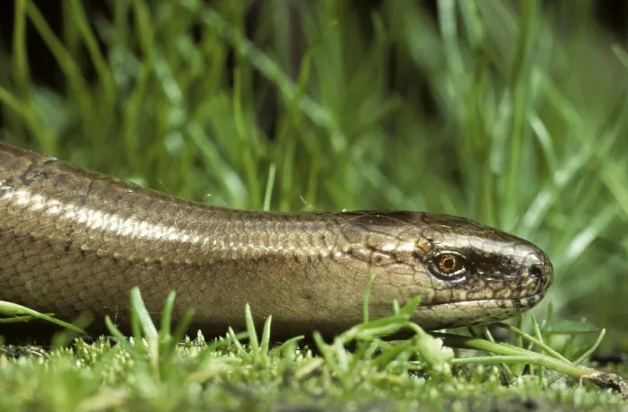 Framed Print : Slow worm (Anguis fragilis), lateral, Belgium