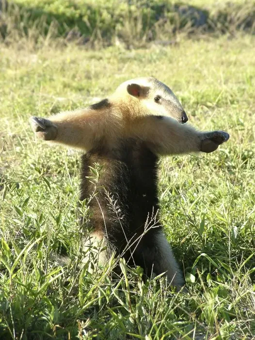 Framed Print : Small anteater (Tamandua tetradactyla) defending itself Framed Print : Small anteater (Tamandua tetradactyla) defending itself