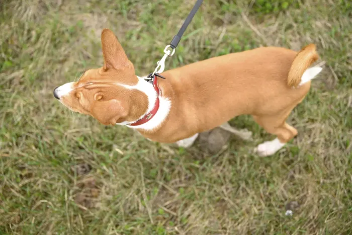 Framed Print : Small basenji puppy enjoy a delightful walk with his owner