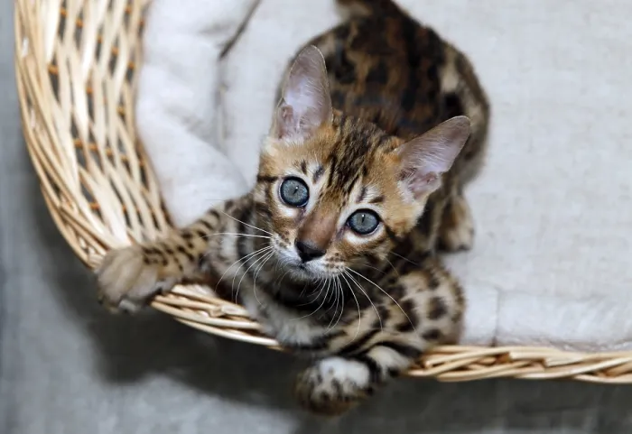 Framed Print : Small bengal kitten in a basket