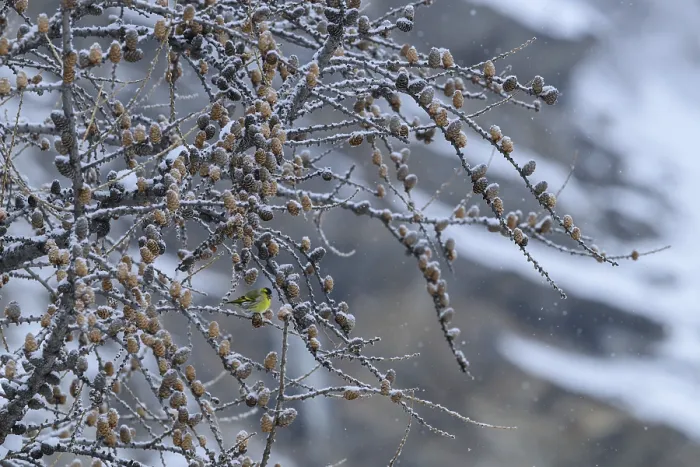Framed Print : A small bird perched on snow-covered branches with pine cones in a serene winter setting Framed Print : A small bird perched on snow-covered branches with pine cones in a serene winter setting