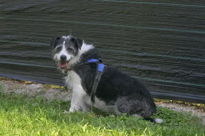 Framed Print : A small black and white dog sits calmly on the grass facing the camera