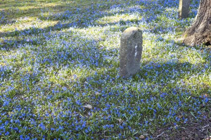 Framed Print : Small boundary stone standing in a field of blooming scilla flowers in spring sunlight Framed Print : Small boundary stone standing in a field of blooming scilla flowers in spring sunlight