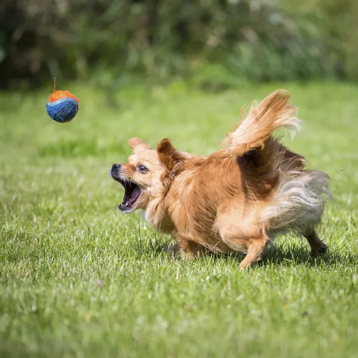 Framed Print : Small brown dog chases after a tennis ball Framed Print : Small brown dog chases after a tennis ball