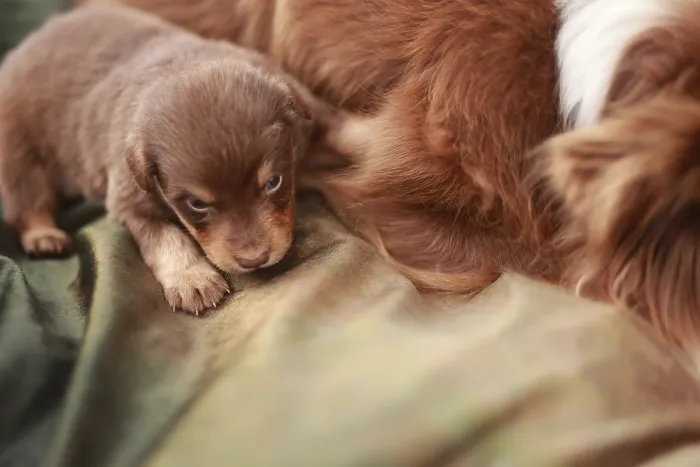 Framed Print : Small brown puppy is laying on a green blanket