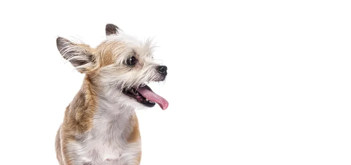 Framed Print : Small brown and white dog panting with tongue out Framed Print : Small brown and white dog panting with tongue out