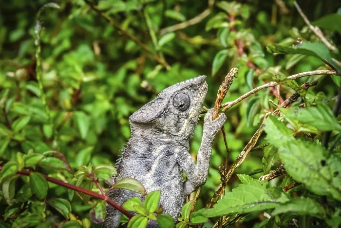 Framed Print : Small chameleon in the tropical madagascar rainforest