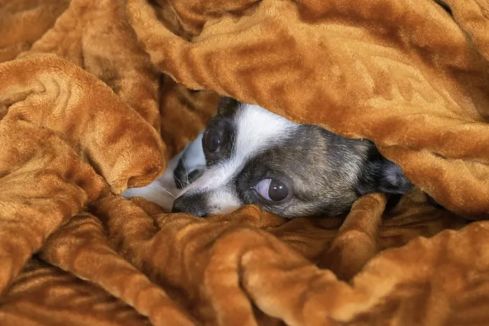 Framed Print : Small Chihuahua dog under blanket, Germany, Europe