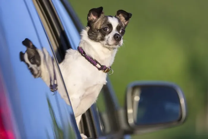 Framed Print : Small Chihuahua dog looking out of car window Framed Print : Small Chihuahua dog looking out of car window