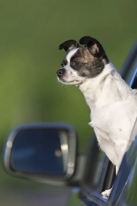Framed Print : Small Chihuahua dog looking out of car window