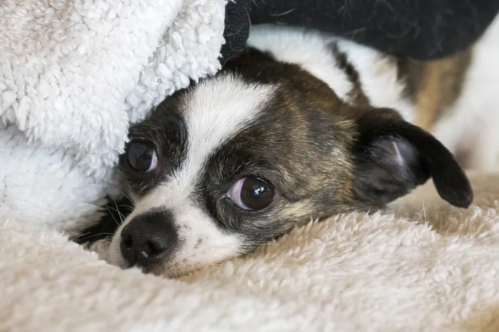 Framed Print : Small Chihuahua dog, resting on woollen blanket