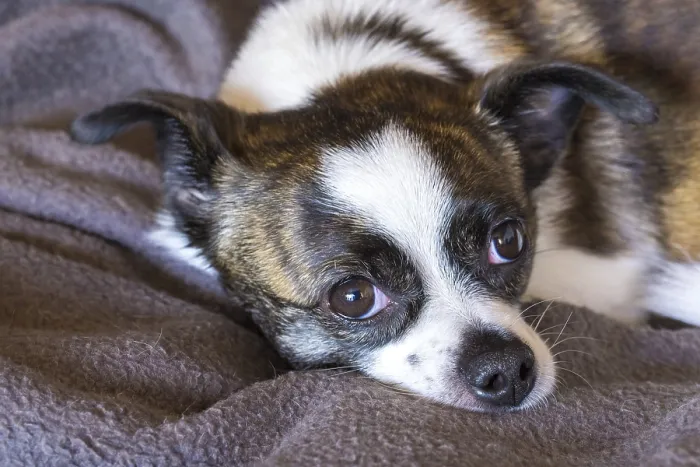 Framed Print : Small Chihuahua dog, resting on woollen blanket Framed Print : Small Chihuahua dog, resting on woollen blanket