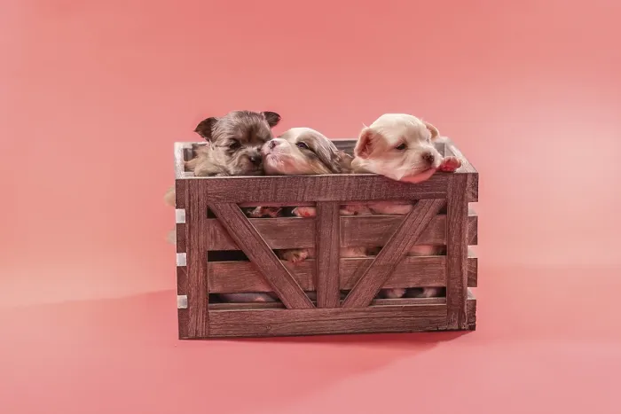 Framed Print : Three small chihuahua puppies sitting together in a rustic wooden crate Framed Print : Three small chihuahua puppies sitting together in a rustic wooden crate