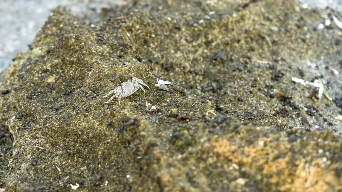 Framed Print : A small crab on a rocky surface Framed Print : A small crab on a rocky surface