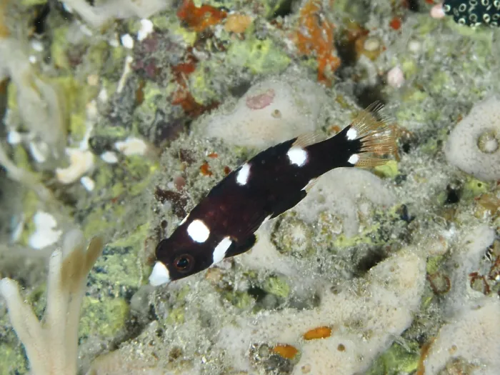 Framed Print : A small dark-colored fish with white spots