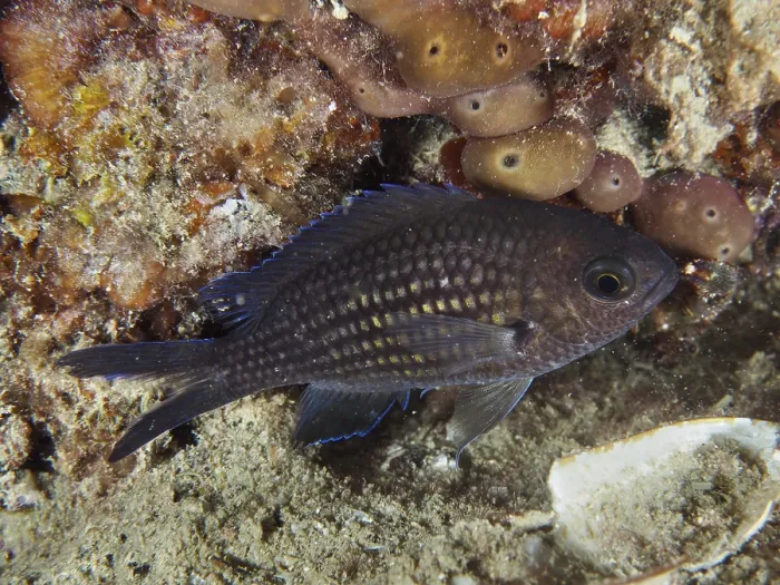 Framed Print : A small, dark-coloured fish with distinctive scales