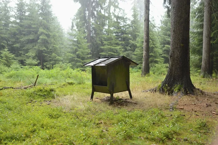 Framed Print : Small deer feeding house in a forest surrounded by tall trees and green undergrowth