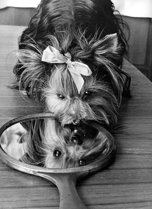 Framed Print : Small dog with bow looks in the mirror