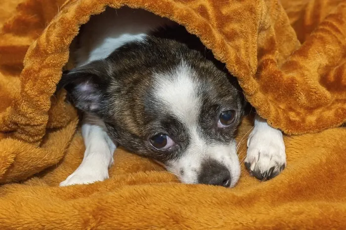Framed Print : A small dog feels anxious under a fluffy brown blanket