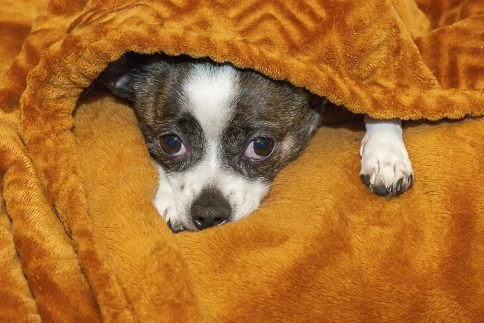Framed Print : A small dog finds shelter under a soft Framed Print : A small dog finds shelter under a soft
