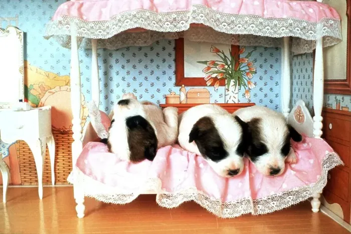 Framed Print : Small dogs on bed, England, Great Britain