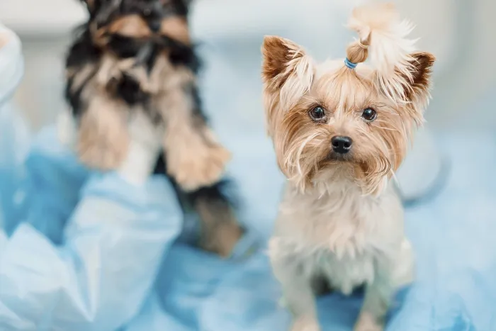 Framed Print : Two small dogs in a veterinary setting with a blue background Framed Print : Two small dogs in a veterinary setting with a blue background