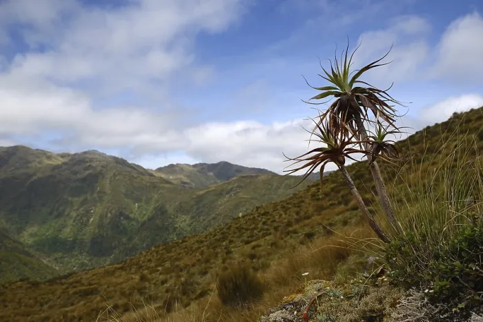 Framed Print : A small dracophyllum plant overlooks an alpine valley on the West Coast near Lake Haupiri