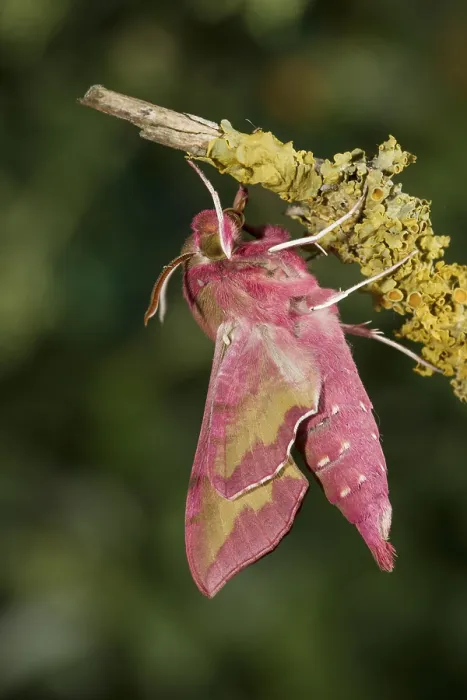 Framed Print : Small elephant hawk-moth Deilephila porcellus Framed Print : Small elephant hawk-moth Deilephila porcellus