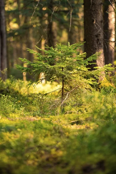 Framed Print : Small fir tree in the forest, illuminated by warm sunlight Framed Print : Small fir tree in the forest, illuminated by warm sunlight
