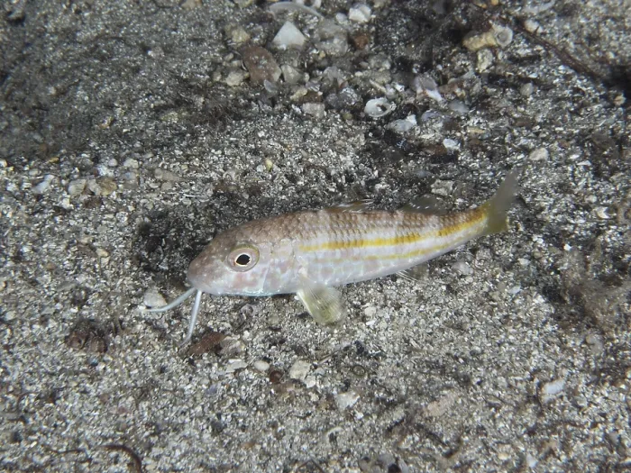 Framed Print : A small fish with light-coloured stripes