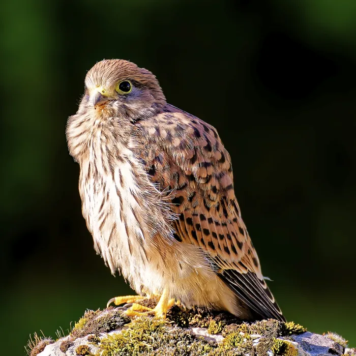 Framed Print : A small, fluffy bird of prey sits attentively on a stone in the sunlight