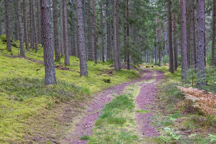 Framed Print : Small forest road with a grass shoulder in a coniferous forest with high spruce trees in autumn