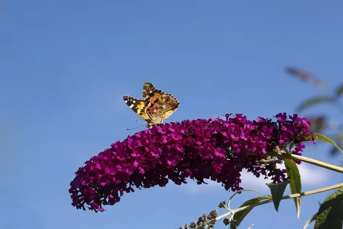 Framed Print : Small fox (Vanessa urticae), butterfly on flower
