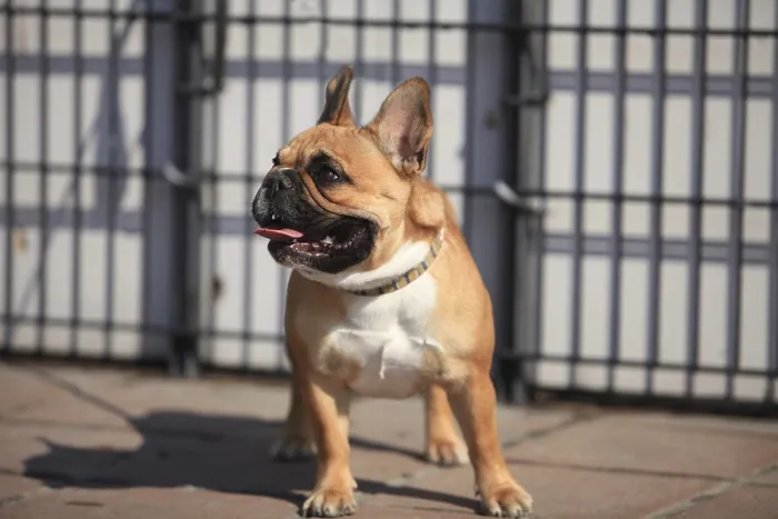 Framed Print : Small French bulldog, close-up