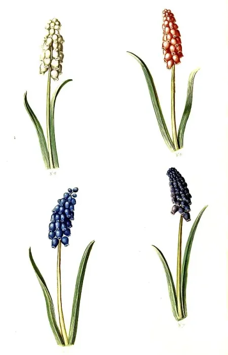 Framed Print : Small grape hyacinth (Muscari botryoides)
