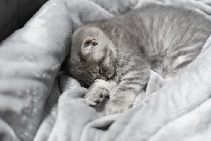 Framed Print : Small gray Scottish Straight kitten sleeps sweetly on gray bedspread on sofa Framed Print : Small gray Scottish Straight kitten sleeps sweetly on gray bedspread on sofa
