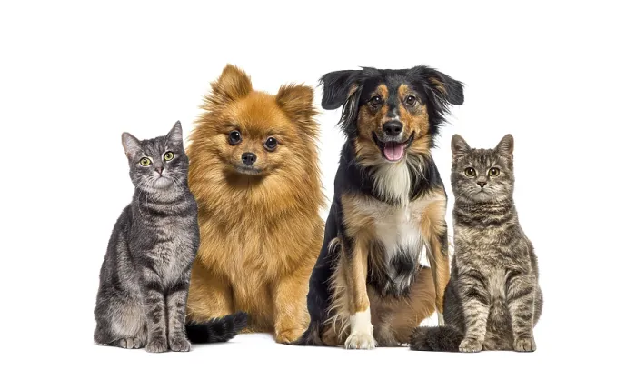 Framed Print : Small group of pets, cats and dogs sitting in a raw and looking at the camera