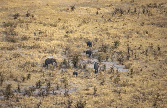 Framed Print : Small herd of elephants in dry savanna with yellow grass