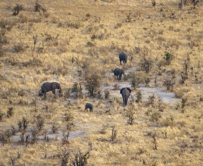 Framed Print : Small herd of elephants in dry savanna with yellow grass