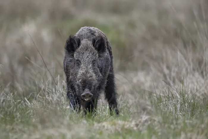 Framed Print : The small herd is followed by a wild boar (Sus scrofa) Framed Print : The small herd is followed by a wild boar (Sus scrofa)