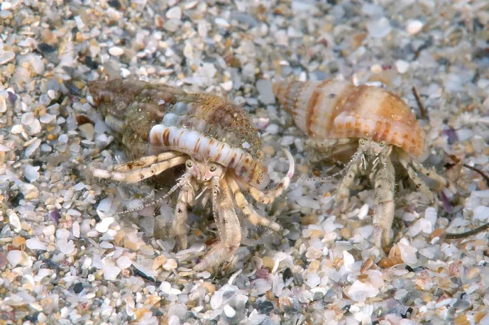 Framed Print : Small Hermit Crabs (Diogenes pugilator) Framed Print : Small Hermit Crabs (Diogenes pugilator)