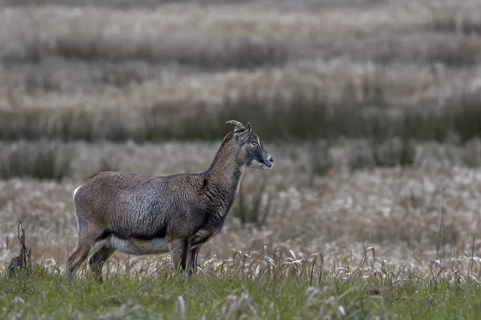 Framed Print : The small horns of the female mouflon (Ovis gmelini) are clearly recognisable Framed Print : The small horns of the female mouflon (Ovis gmelini) are clearly recognisable