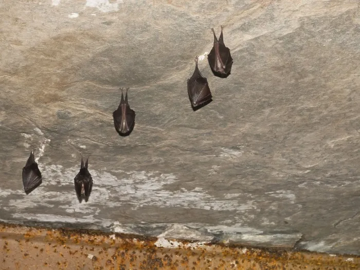 Framed Print : Small horseshoe nose (Rhinolophus hipposideros) hanging from the ceiling in the cellar