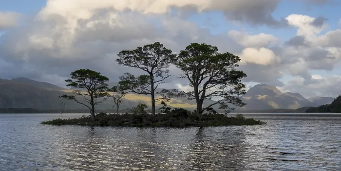 Framed Print : Small island with three Scots pines on Loch Maree