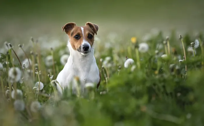 Framed Print : Small Jack Russell terrier sitting in green grass meadow