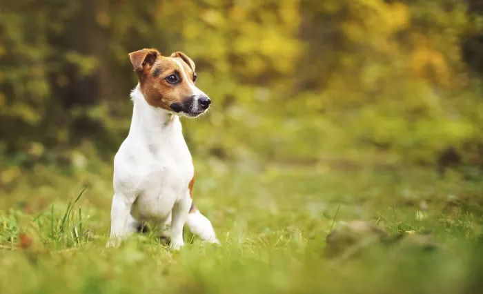 Framed Print : Small Jack Russell terrier sitting on meadow in autumn